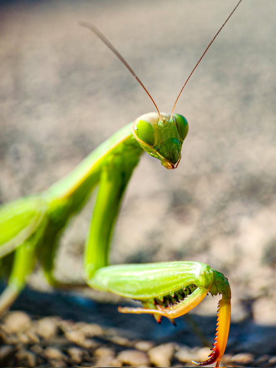 The praying mantis 

#ShotOnSnapdragon 
#ShotonOppo 
#Snapdragoninsiders 
#Bugs
#SpringBugs
#Springinbloom
#prayingmantis