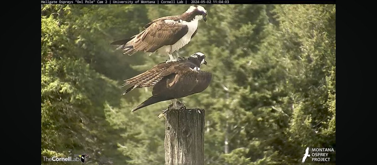 @HellgateOsprey it sure is nice (not a strong enough word) to see 2 birds. Even if one is kinda goofy. #beaniris