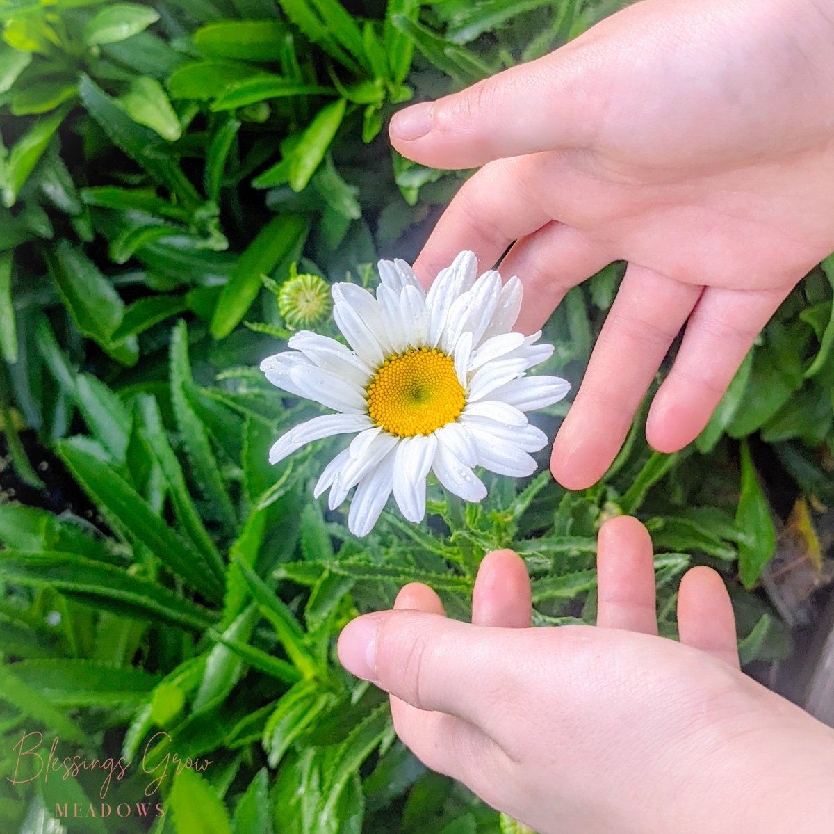 Fun fact: it takes #daisies two years to bloom when planted from seed. 
.
.
.
.
#laboroflove #flowerstoshare #BlessingsGrow #metterblooms #yeartwo #wildflowers