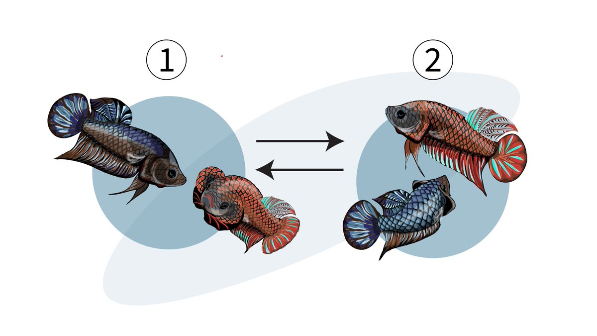 How do animals know when it’s their turn to communicate during a conversation? In our latest preprint, we study the behavior and neurobiology of aggressive visual turn-taking of Siamese fighting (betta) fish to find out. Work lead by Claire Everett 🧵 biorxiv.org/content/10.110…