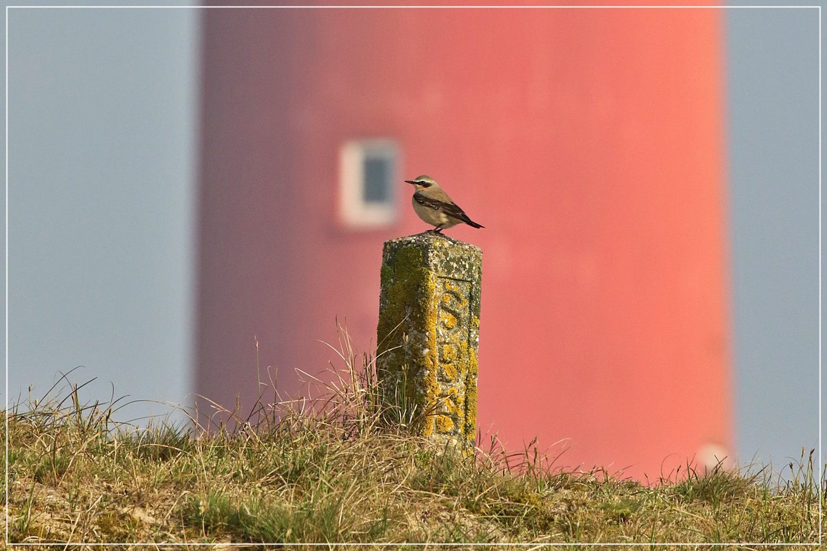 Deze tapuit kwam mooi poseren op een paaltje van SBB @staatsbosbeheer bij de vuurtoren van #Texel.