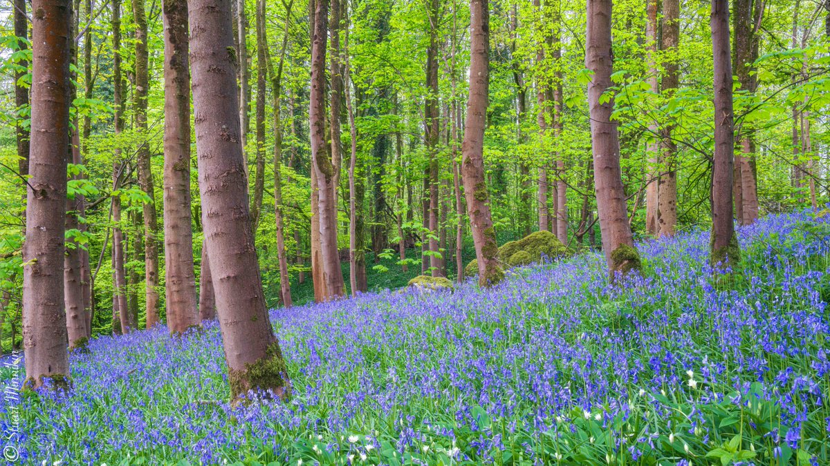 More bluebells
#bluebells #bluebellwoods #bluebells #bluebellseason #spring #woodland #woodlandphotography #woodland