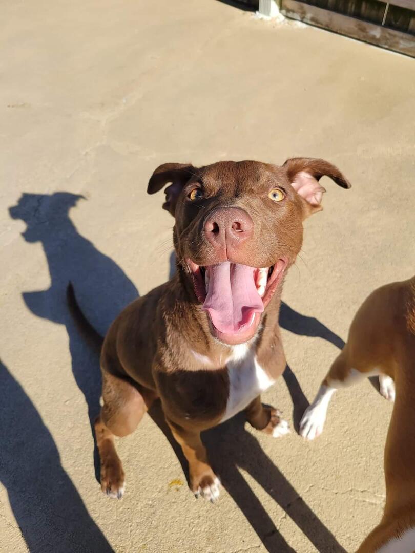 Pupper at doggie day care. 
👉 amzn.to/43cNsKc
#dogs #ad #pets #adogslife #cutedogs #dogsoftwitter #iloveanimals #petlife #petsoftwitter #cute  #petlovers #dog #DogsOnTwitter #dogtwitter #dogoftheday #pet #petsontwitter #adorable #cute #cuteanimals