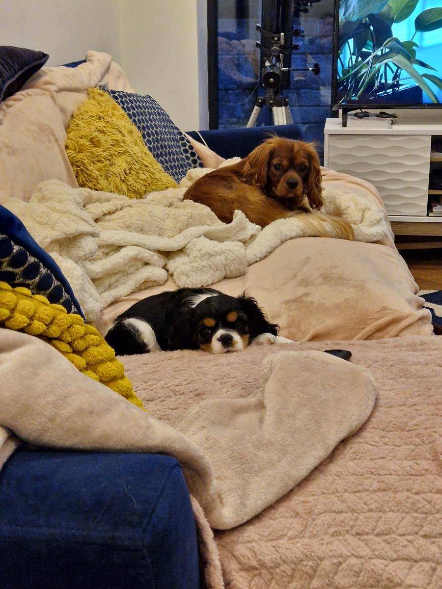 Hey frens, here's me and my big brother Blue. I will be 10 weeks old tomorrow. Love Belle 💙 #thursdayvibes #puppy #cavpack