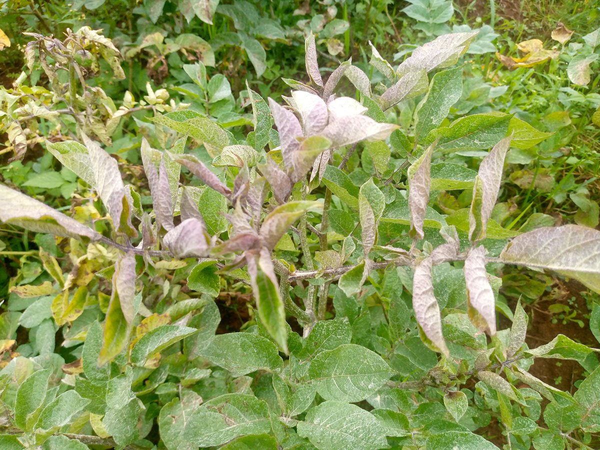 FARMING DISCUSSION!
What is this disease? How can it be treated? 
*This disease has now become another serious threat to Irish potato farmers besides wilting.

Comment, Like and Repost.
#FOLLOW_ME for All Farming News, Advice and Discussions.
#LetsFarmTogether
