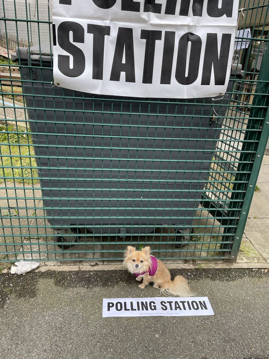 Is this the smallest one? Misty says vote for Sadiq and Labour. Woof 🐾 🐾#dogsatpollingstations