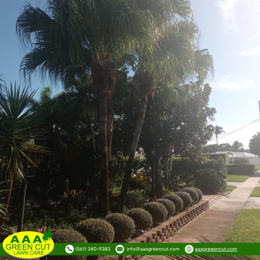 Restore Your Outdoor Oasis with Our Yard Clean-Up Services! 🍃🏡 Our expert team at AAA Greencut is here to help. From clearing debris and removing weeds to trimming overgrown bushes and tidying up flower beds, we'll leave your outdoor space looking fresh and rejuvenated.