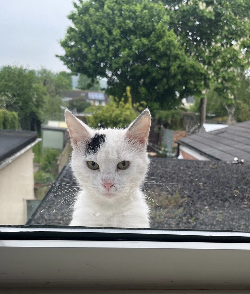 When your cat tries to interrupt your neighbour’s online meeting… 😹 #CatsOfTwitter