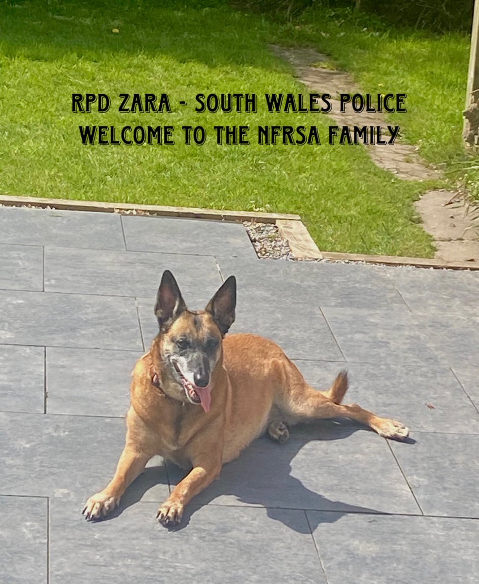 The lovely RPD Zara from @swpolice retired in 2021 and has now joined @The_NFRSA family. Dear Zara had a very hard time when her beloved handler tragically passed away, and while she was re-handled to an excellent officer, the stress became too much and she developed serious…