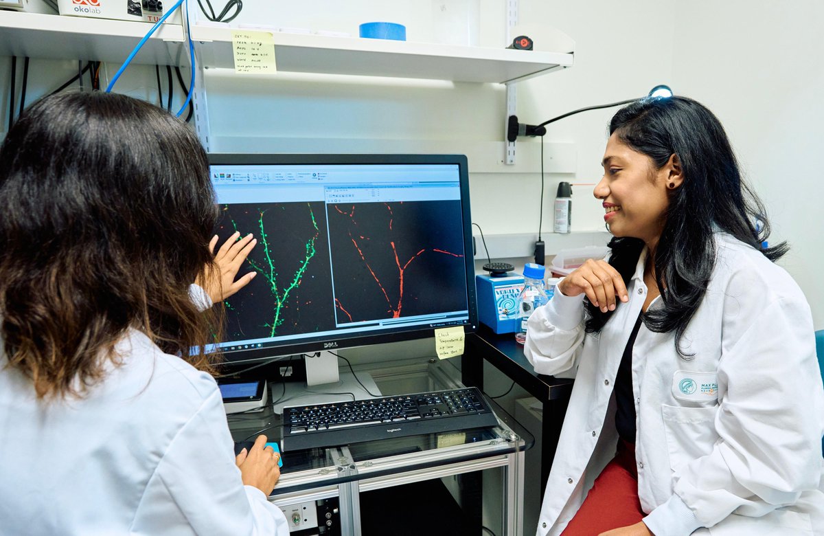 Mitochondria serve as energy supplies near neuronal synapses. Using their novel spine + mitochondrial ATP reporters, @RangarajuVidhya and team are measuring synaptic mitochondrial function in vivo & in human iPSCs to understand mitochondrial phenotypes in #ALS #ALSAwarenessMonth