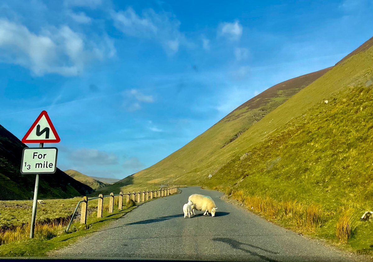 Loved spotting this for #ScottishAgritourismMonth - they start their entrepreneurs young @ScotAgritourism @3littlehuts @Mossyard ! Ewes were teaching lambs early traffic management techniques too! @GoRuralScotland 
#scotlandstartshere