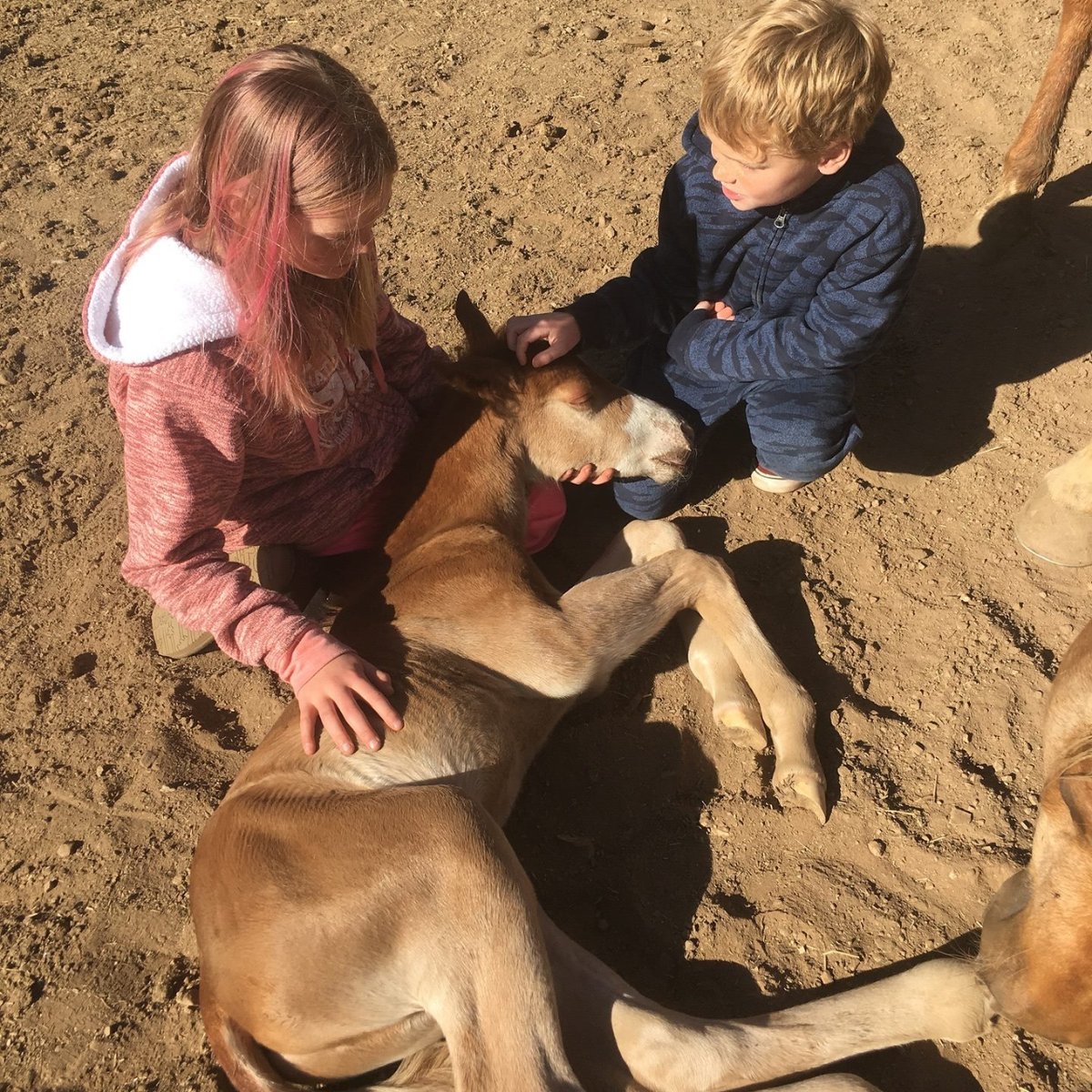 There’s nothing better than family & a farm day at Greenspot Farms! 😀🎉

#GreenspotFarms #FarmLife #FreshAir #Nature #Horses #FarmAnimals