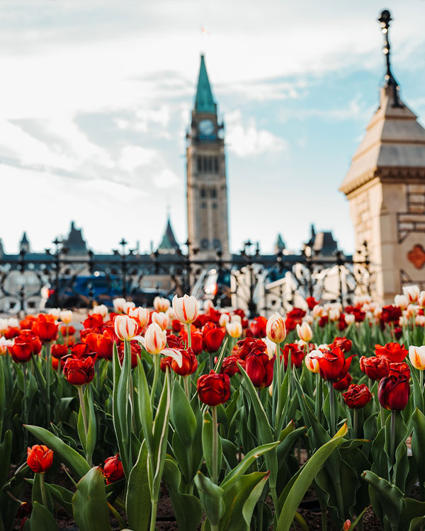 It won’t be long now before flowers are in full bloom at Parliament! 🌷