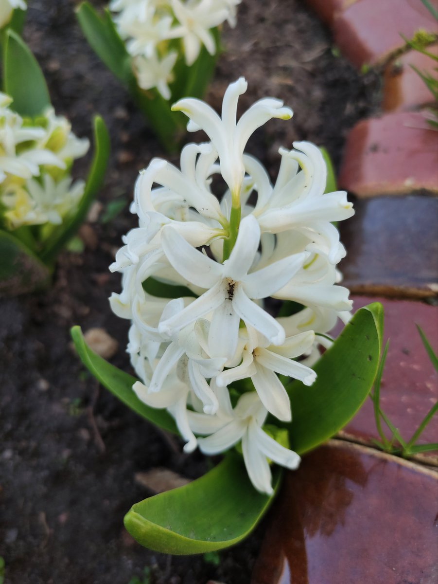 Beautiful hyacinths on the flower bed. 
🪻🪻🪻🪻🪻🪻🪻
#SpringVibes 
#Flowers 
#MyPhoto