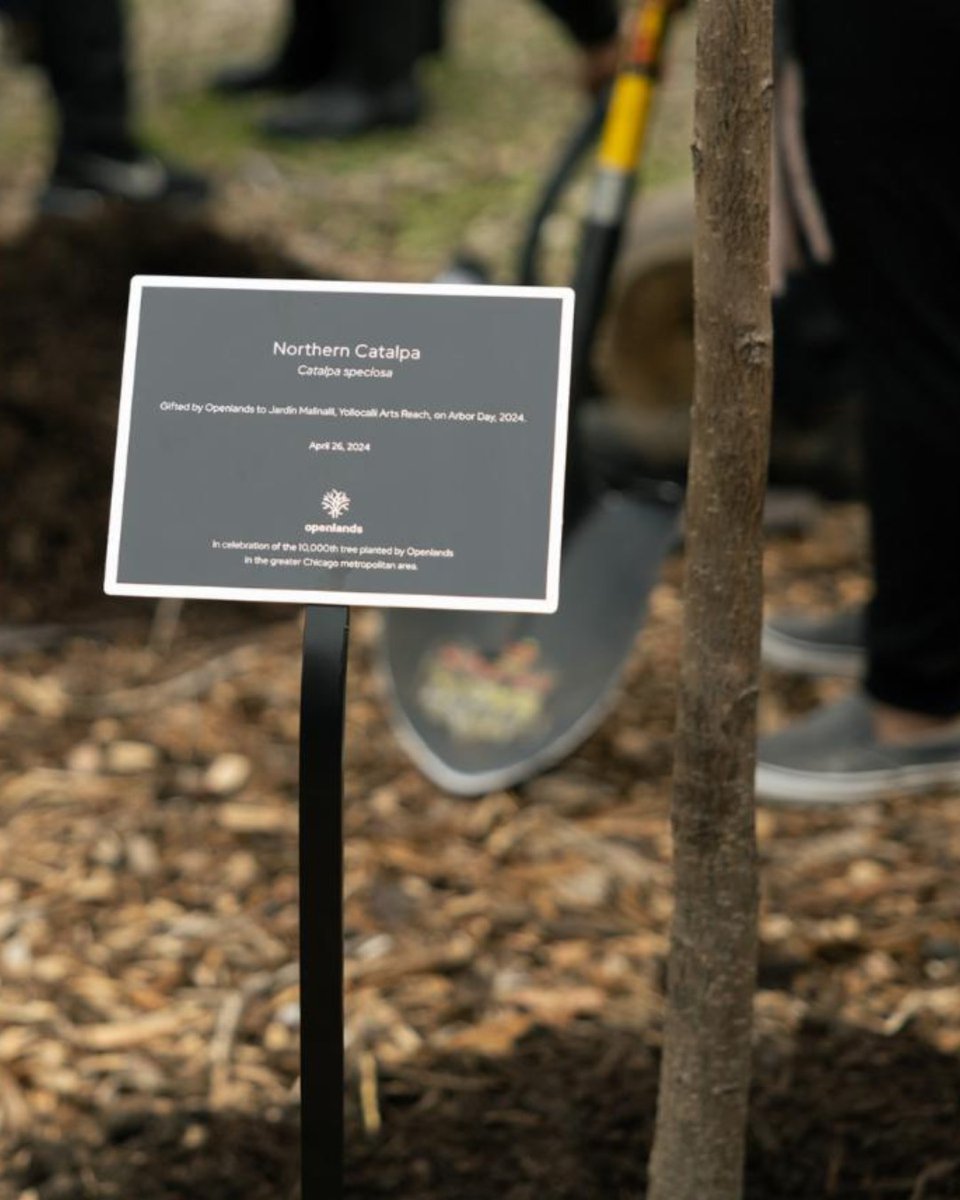 Openlands' 10,000th tree was a Northern Catalpa planted in Malinalli Garden Little Village on April 26. A beautiful ceremony was celebrated featuring multiple elected officials and community leaders for this magnificent milestone. More via @fox32news: ow.ly/t2Ey50Rv1vr