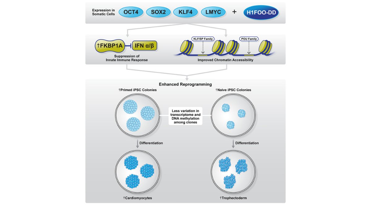 New research in from @CiRA_KU_E and @GladstoneInst: H1FOO-DD promotes efficiency and uniformity in reprogramming to naive pluripotency @ISSCR @CellPressNews @MartinPeraJAX ow.ly/O0Ia50Rv5nw