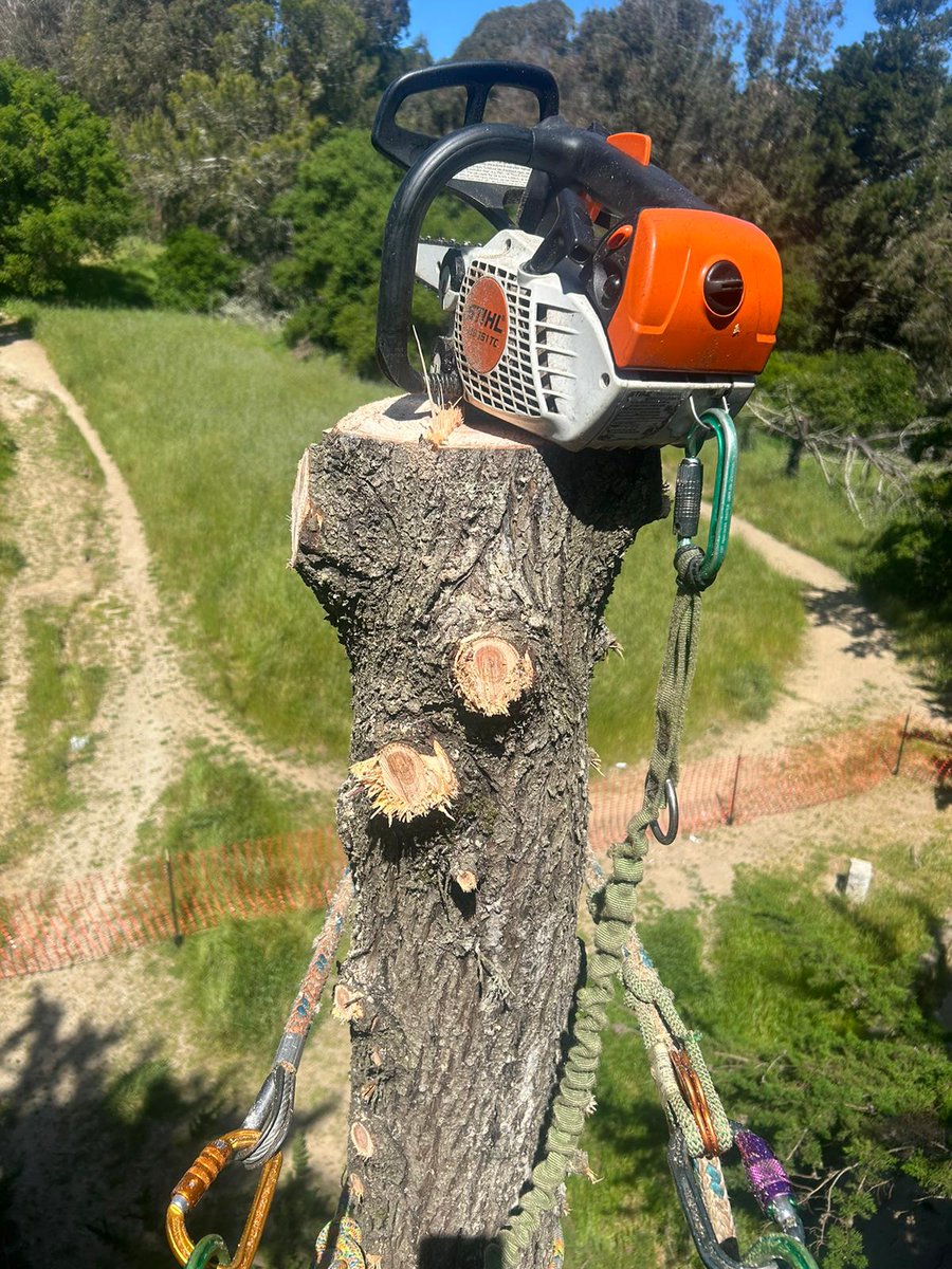 The A-Team doing it right at McLaren park today! Tending to trees with the only the best, @STIHLUSA! 🙌 Awesome work! #arboristnow #STIHL #treework #mclarenpark #sanfrancisco