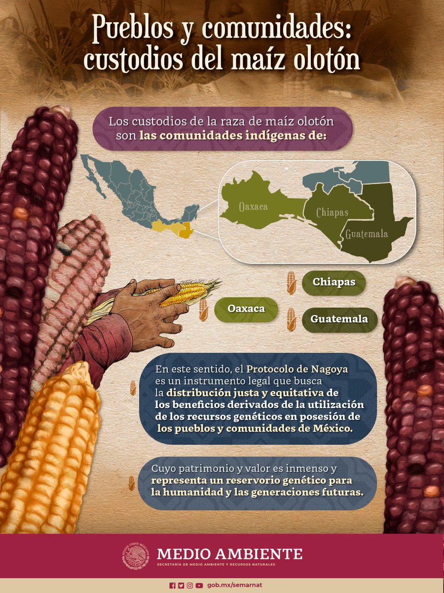 Algunos de los custodios de la raza de #maíz olotón son las comunidades indígenas de Oaxaca, Chiapas y Guatemala. 🌽✨ Te contamos más.👇🏽