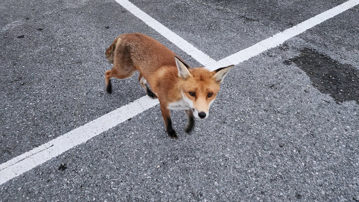 Made a new friend this evening #fox #urbanfox