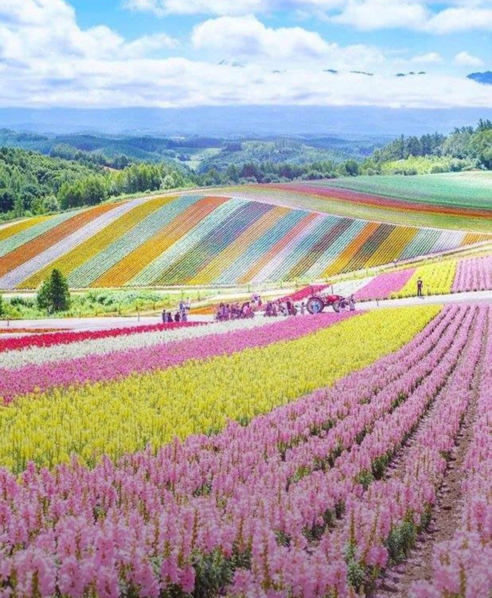 Flower farms in Hokkaido, Japan 🌹