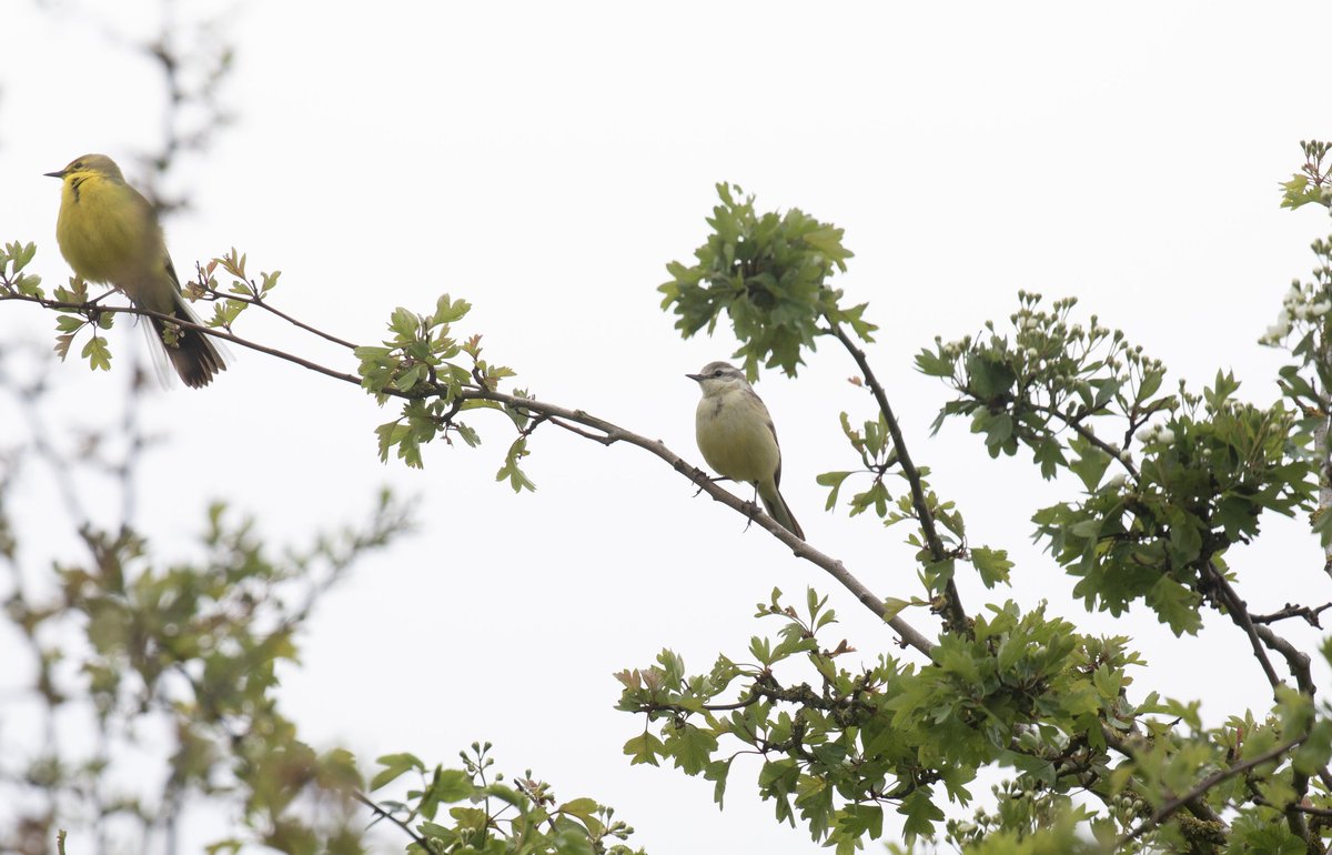 Found this female 'Yellow' Wagtail at Stanford Reservoir, Northamptonshire today. I want to say Channel Wagtail but Blue-Headed has been suggested too. Thoughts and opinions most welcome. @c4hub @bonxie @jrmjones @GrafhamWBirder @WeedonsWorld @nwleicsbirds