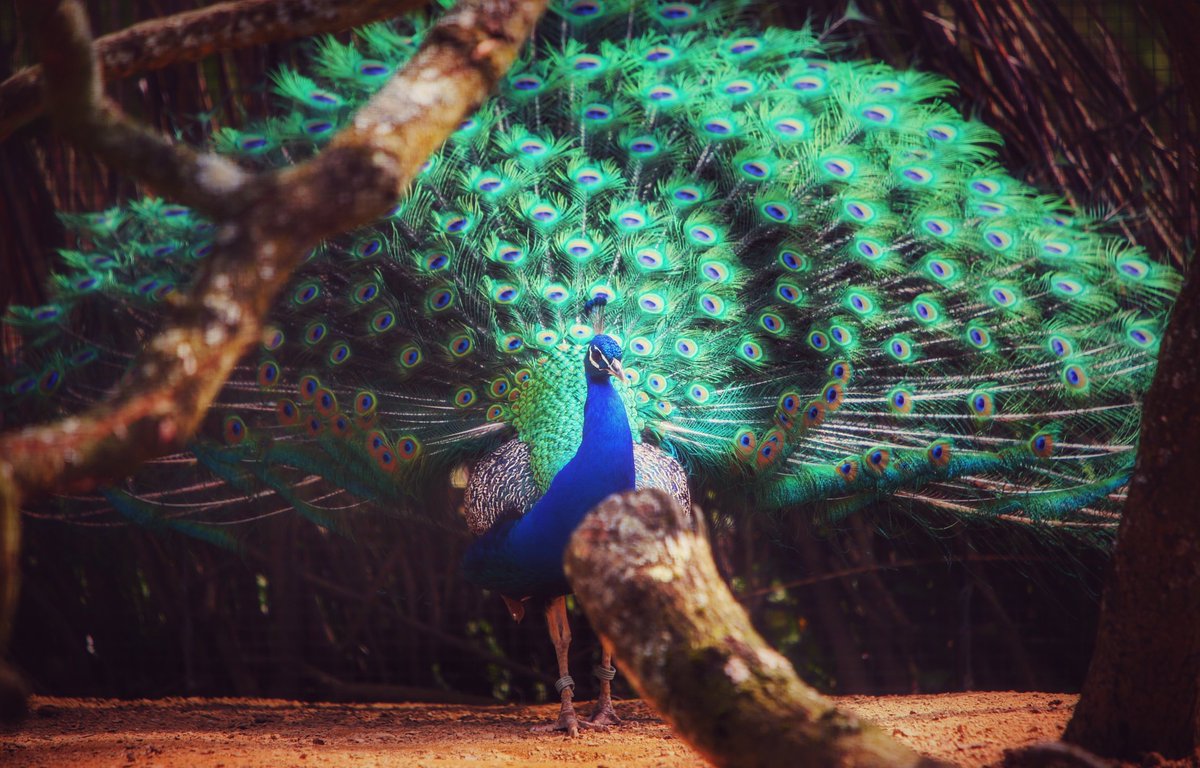Animal photography (@ianzoopics) on Twitter photo Couple from <a href="/chesterzoo/">Chester Zoo</a> today #peacock #colour #chesterzoo #zoo #regal #zoophotography #chesterzoophoto Couple from <a href="/chesterzoo/">Chester Zoo</a> today #peacock #colour #chesterzoo #zoo #regal #zoophotography #chesterzoophoto