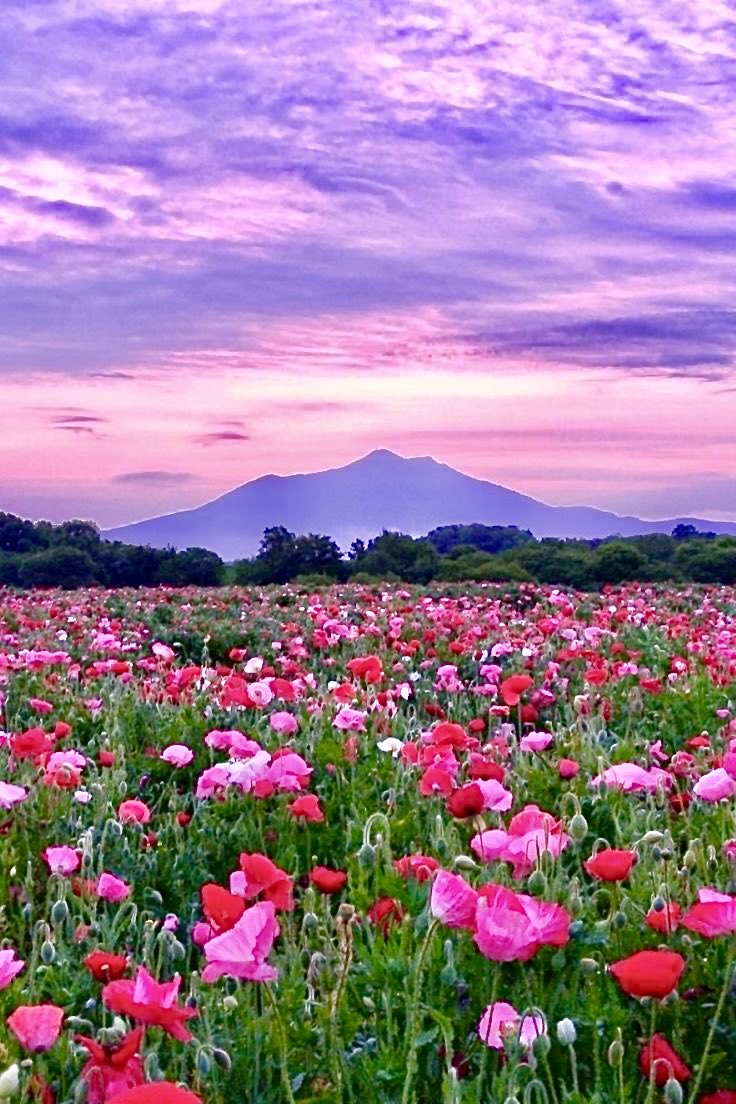 『小貝川ふれあい公園』『ポピー』茨城県 日本🇯🇵🗾🌸🌺🤍💜🩷♥️🌿