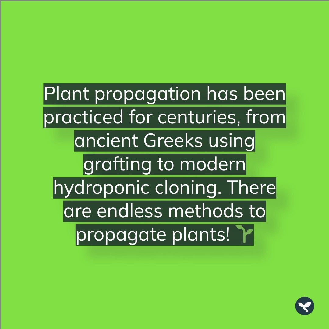 Did you know that plant propagation has been practiced for centuries? From ancient Greeks using grafting to modern hydroponic cloning, there are endless methods to propagate plants! 🌱 
#Plantpropagation