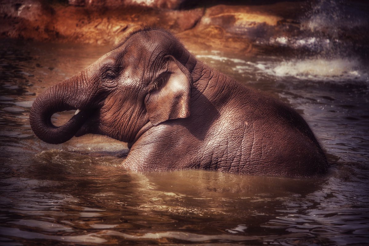 Animal photography (@ianzoopics) on Twitter photo Time for a cool down <a href="/chesterzoo/">Chester Zoo</a>
#elephants #cool down #chesterzoo #chesterzoophotography #chesterzoophoto Time for a cool down <a href="/chesterzoo/">Chester Zoo</a>
#elephants #cool down #chesterzoo #chesterzoophotography #chesterzoophoto