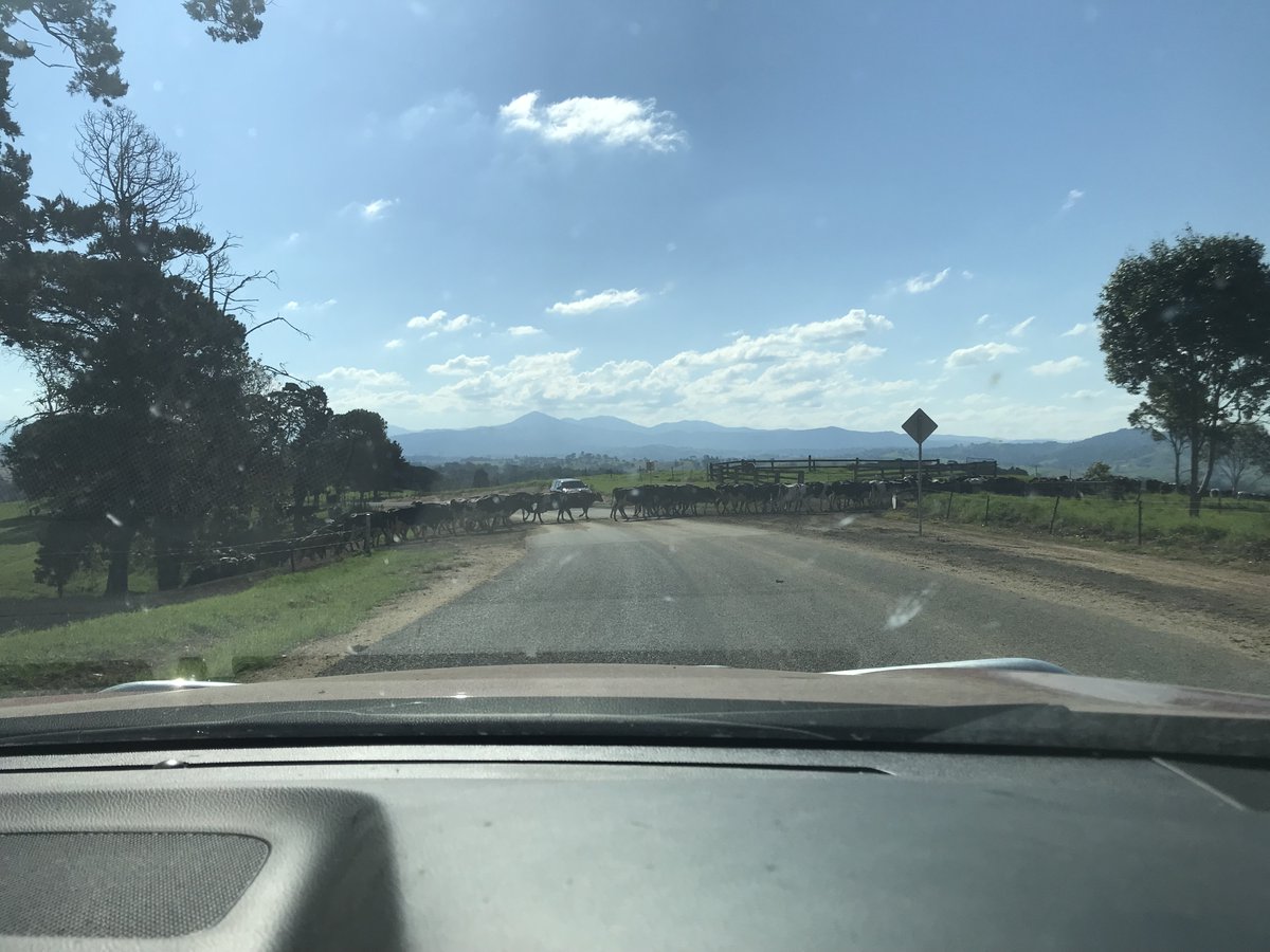 Poppymac53's tweet photo. @LabradorYuki A traffic jam near my place recently. 
thanks for the fun challenge #AnimalChallenge https://t.co/zZezZ138PU