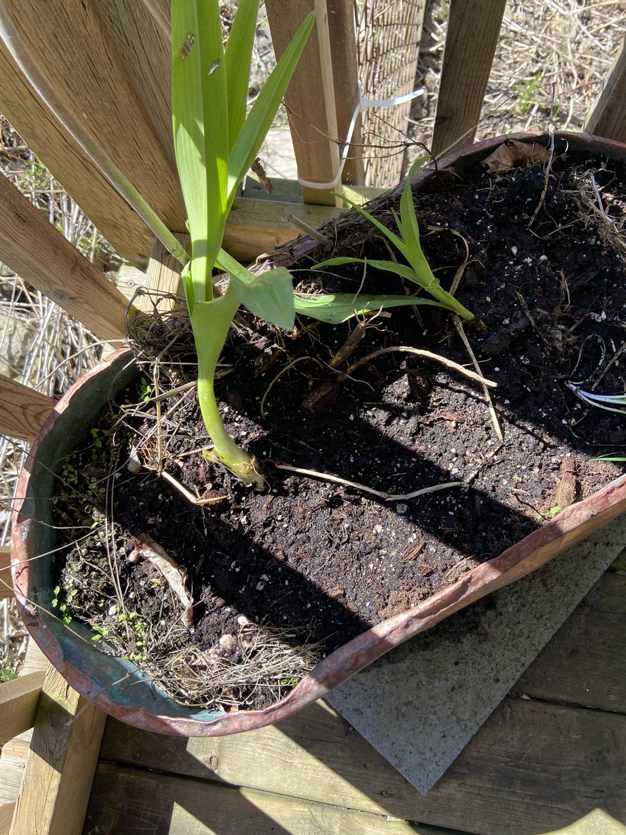 Mystery Lilly  Stella D’Oro planted I think it also could be mystery spelling😊