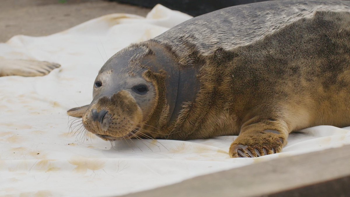 Thanks for watching everyone! If you wanted to support our work, you can donate at southessexwildlife.org/donate If you wanted to join our team, you can apply to join us as a volunteer at southessexwildlife.org/volunteer 🦊🦌🦦🦭🦢🦉 #C4WildlifeRescue