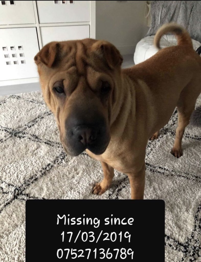 #forgottensoulshour plz RT and #HelpFindNala 
Nala went missing from
March 2019 for #Strathclyde Park #Motherwell and hasn’t been seen since 
@HelpFind_Nala