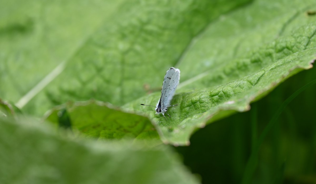 Wee dance of glee - Holly Blue, my first this year, all the better for seeing it at Bawsinch. Saw two definite, possibly more, and the two looked like males fighting for territory. @ScotWildlife @BCeastscotland @EdinburghNats