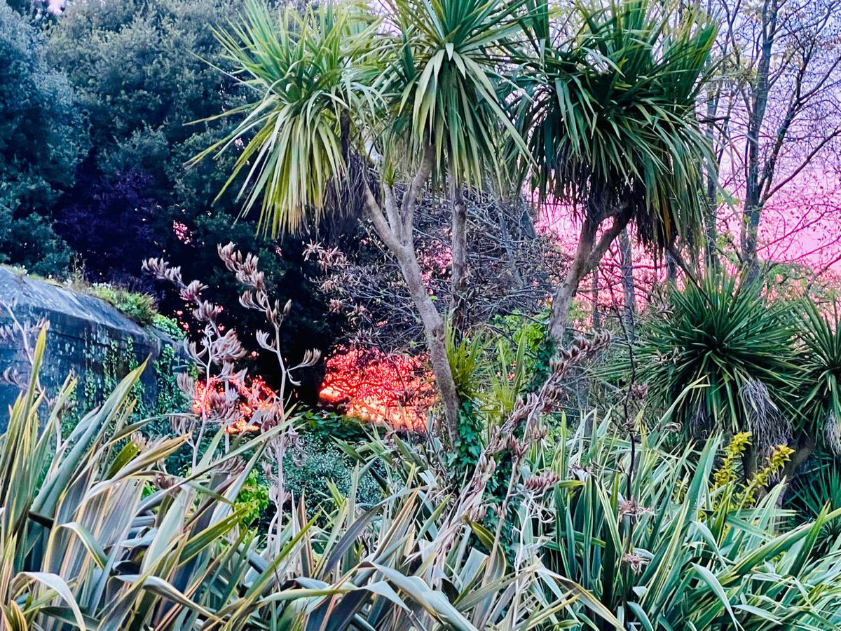 guernseyanne's tweet image. My garden looking almost tropical this evening and such a glorious #sunset just peeking through the trees! 
#SpringSky