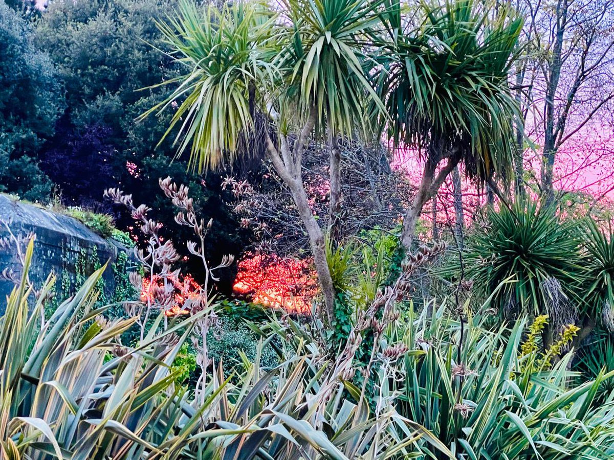 My garden looking almost tropical this evening and such a glorious #sunset just peeking through the trees! #SpringSky