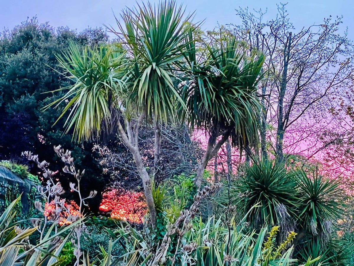 guernseyanne's tweet image. My garden looking almost tropical this evening and such a glorious #sunset just peeking through the trees! 
#SpringSky