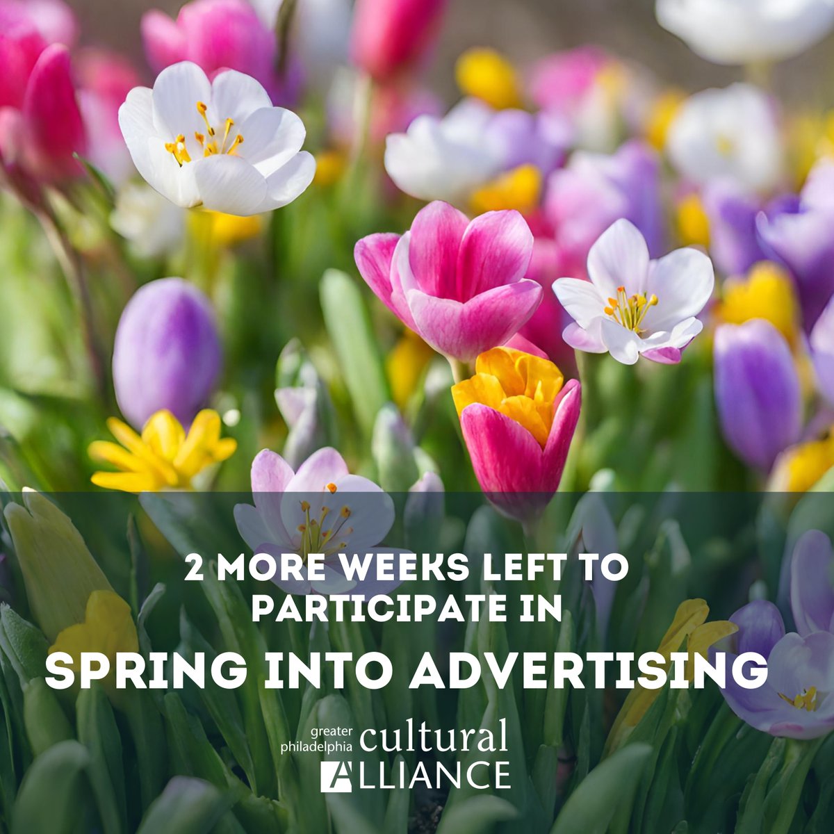 Receive up to $1,300 in marketing products for only $450, now through May 17! Learn more at: philaculture.org/2024-spring-ad…