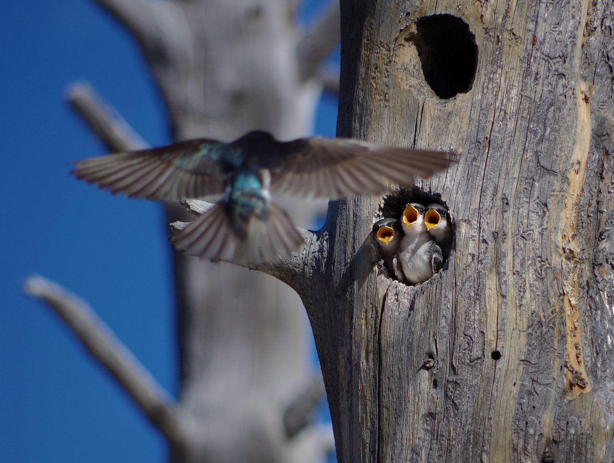 There are so many signs of spring around us. The yellow blooms of daffodils, leaves budding and...aaahchoo. Excuse me, allergies. But one of our favorites is the new life born on our public lands, like these swallow babies anxiously waiting for a meal. Photo by Koustav Maity