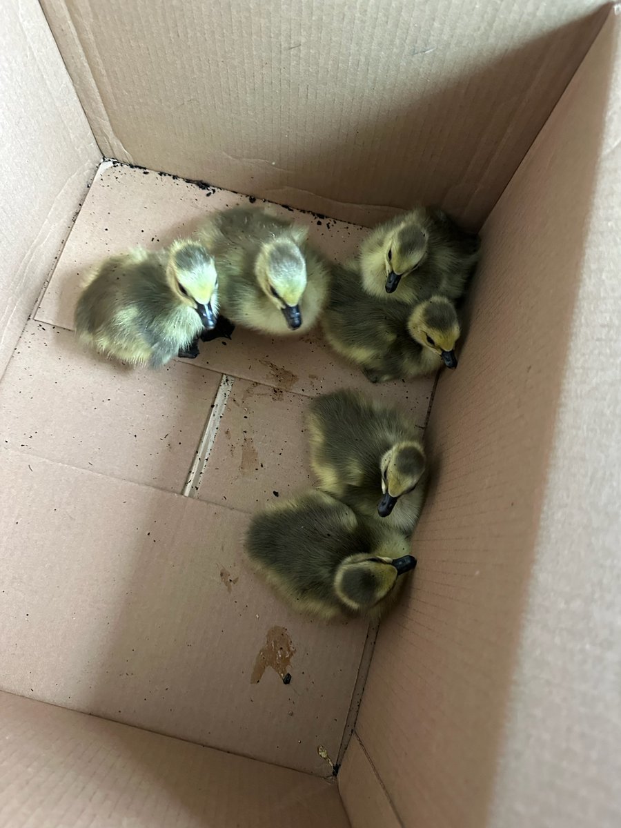 The babies have hatched! Frank and Grace's goslings have been born at our Village Pointe Health Center and the proud couple led them off toward Pacific Springs. Congrats to our feathered friends!