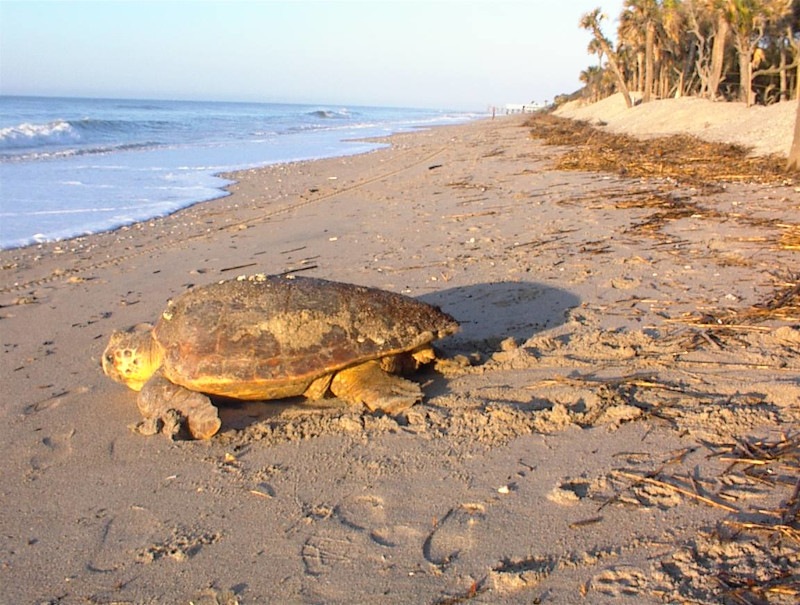 Interested in being a part of sea turtle nest patrol in the Palmetto State? 🐢

Volunteer groups in communities down our coast walk the beaches each morning at dawn to look for turtle tracks in the sand so that nests aren't destroyed. brnw.ch/21wJpQX #DiscoverSC