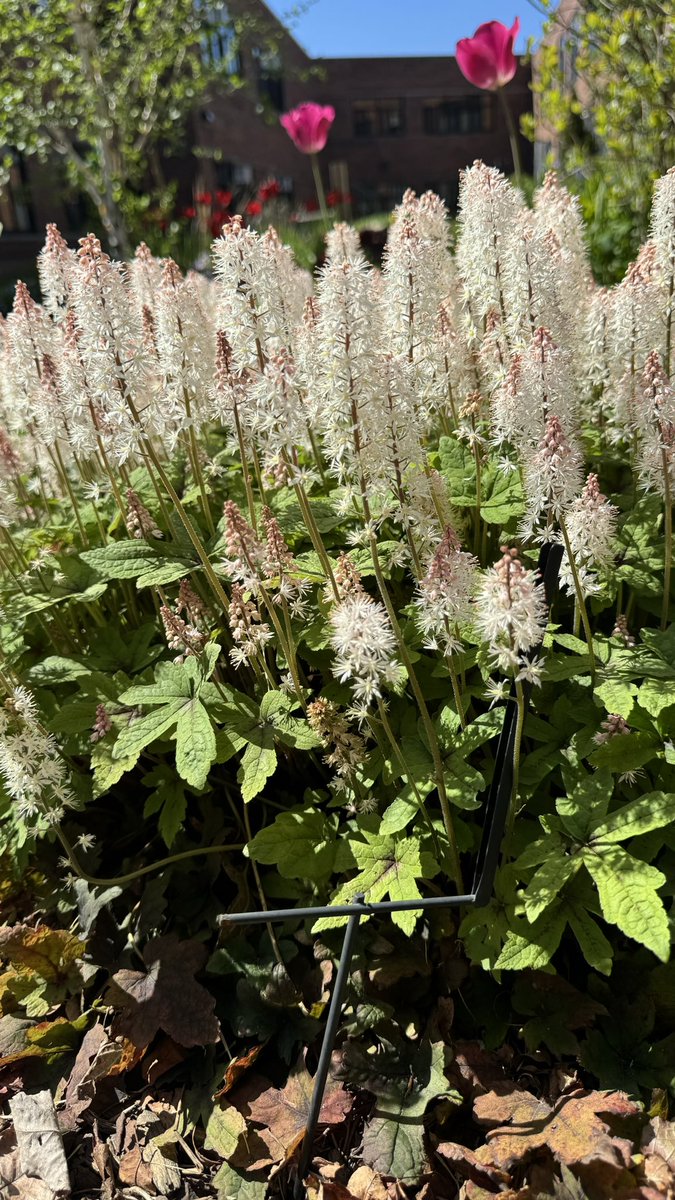 Back to school blooms!!! <a href="/HowittMS/">HMS Dalers</a> garden is bursting with tulips, thanks to a collaboration between the Girl Scouts and <a href="/nativehabitat1/">HMS Garden</a> garden club. #DforDaler  #Daler <a href="/CMarzillier710/">Mrs. Marzillier</a>