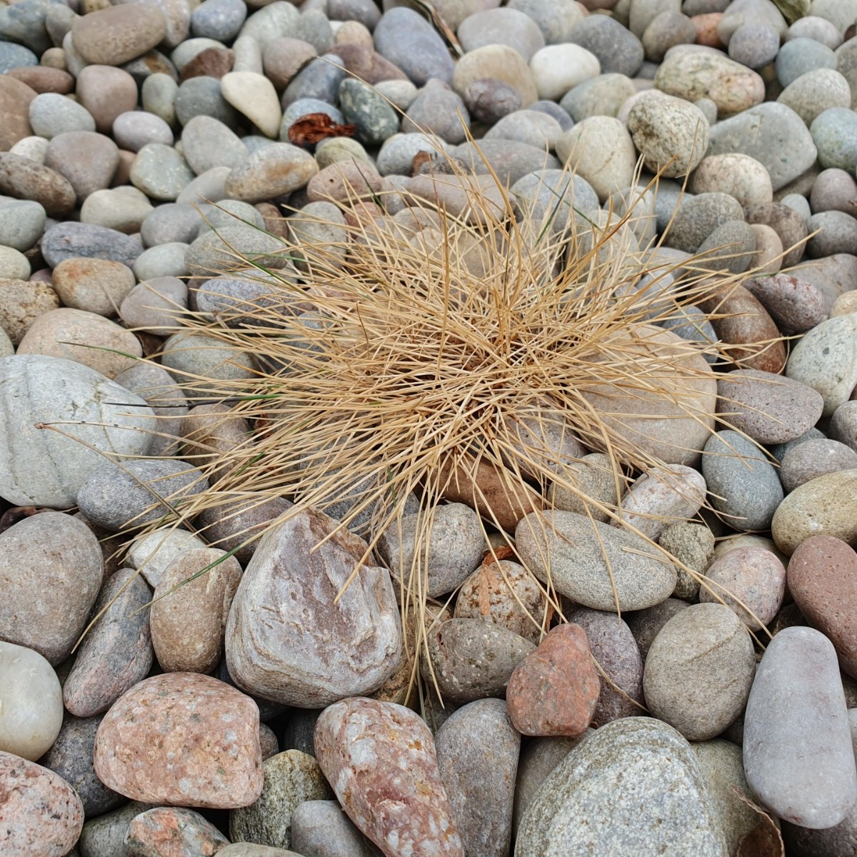 BlockBlitz's tweet image. Before ➡️ After

If you've been feeling inspired by National Gardening Week you might have noticed more weeds around your garden.

Our Block Blitz Go Weed takes the hard work out of weeding and if you're wondering if it really works, take a look at these recent results! 🤩🙌
