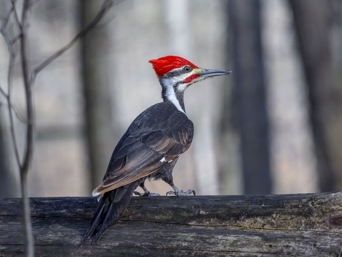 A male Pileated Woodpecker surveying the woods, deciding where to go next to rustle up some ants (a favorite food of Pileateds.)