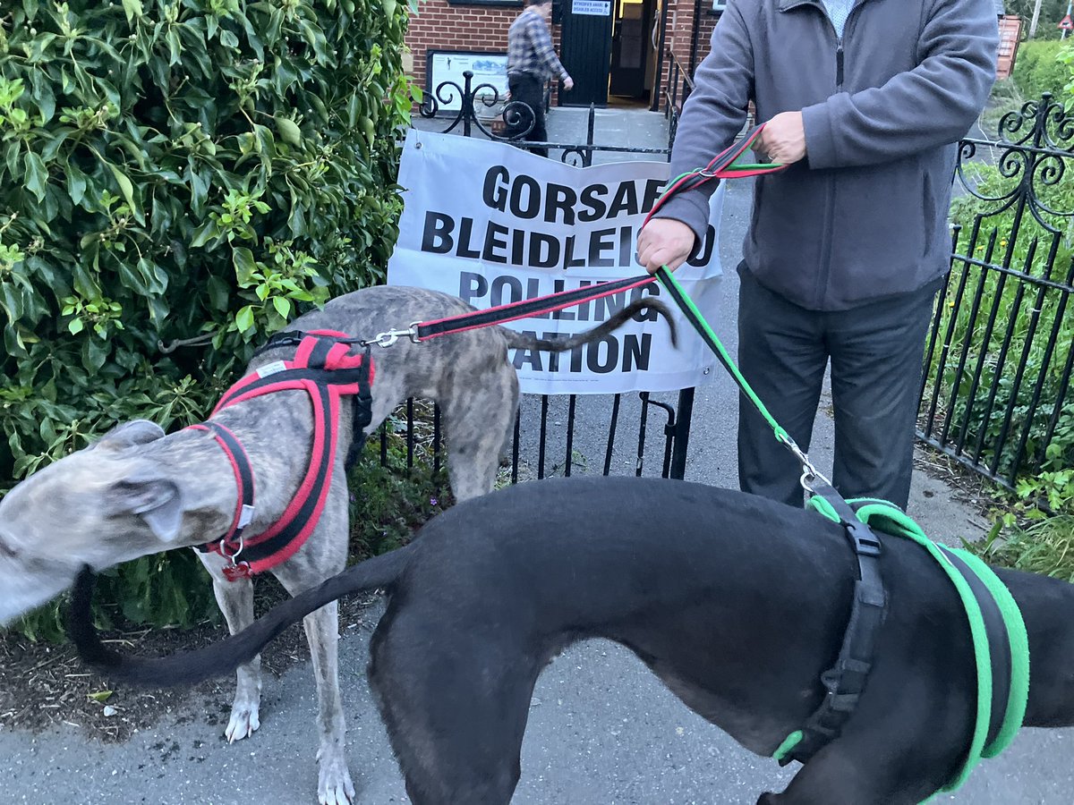 #DogsAtPollingStations my boys were so excited, they couldn’t hold still for a photo. #Greyhound #Wales