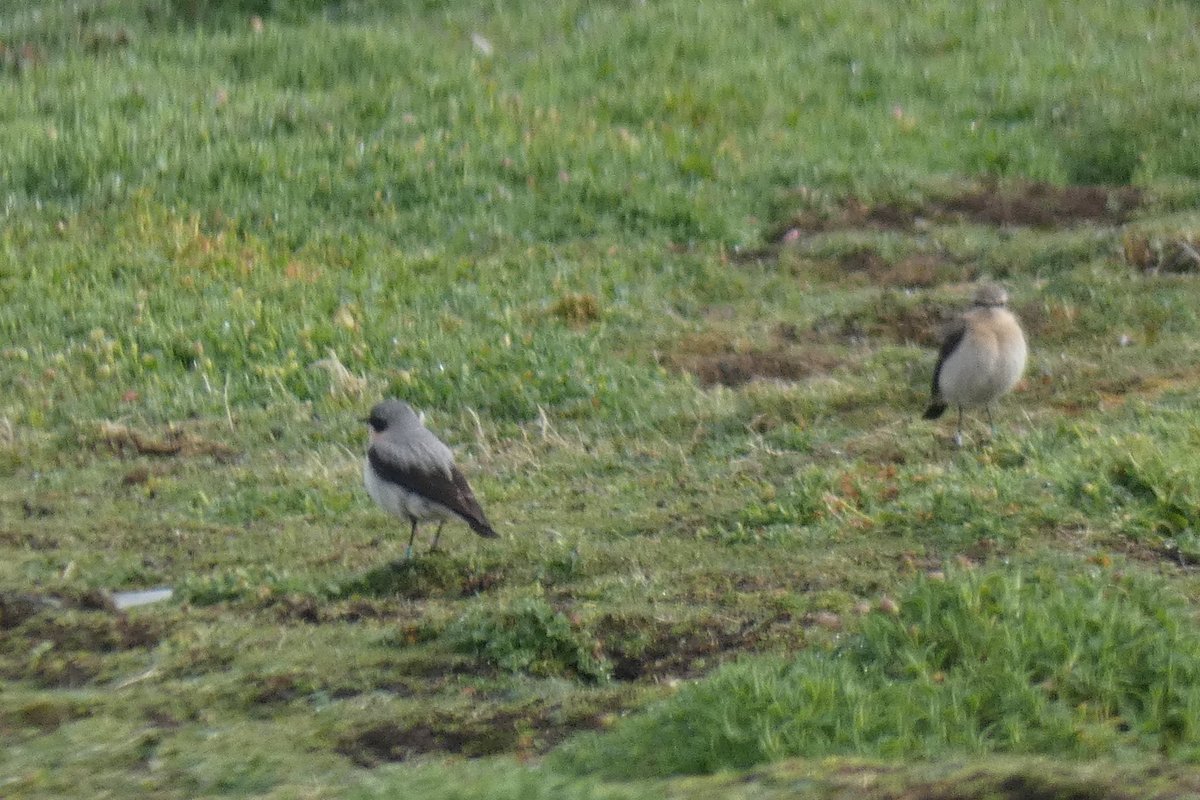 Female D28 and her mate C46 are at Twinlets but no sign of nest-building today. She was busy building yesterday but at a different site to last week. This is a common Wheatear trait; females often build several nests before deciding to lay.