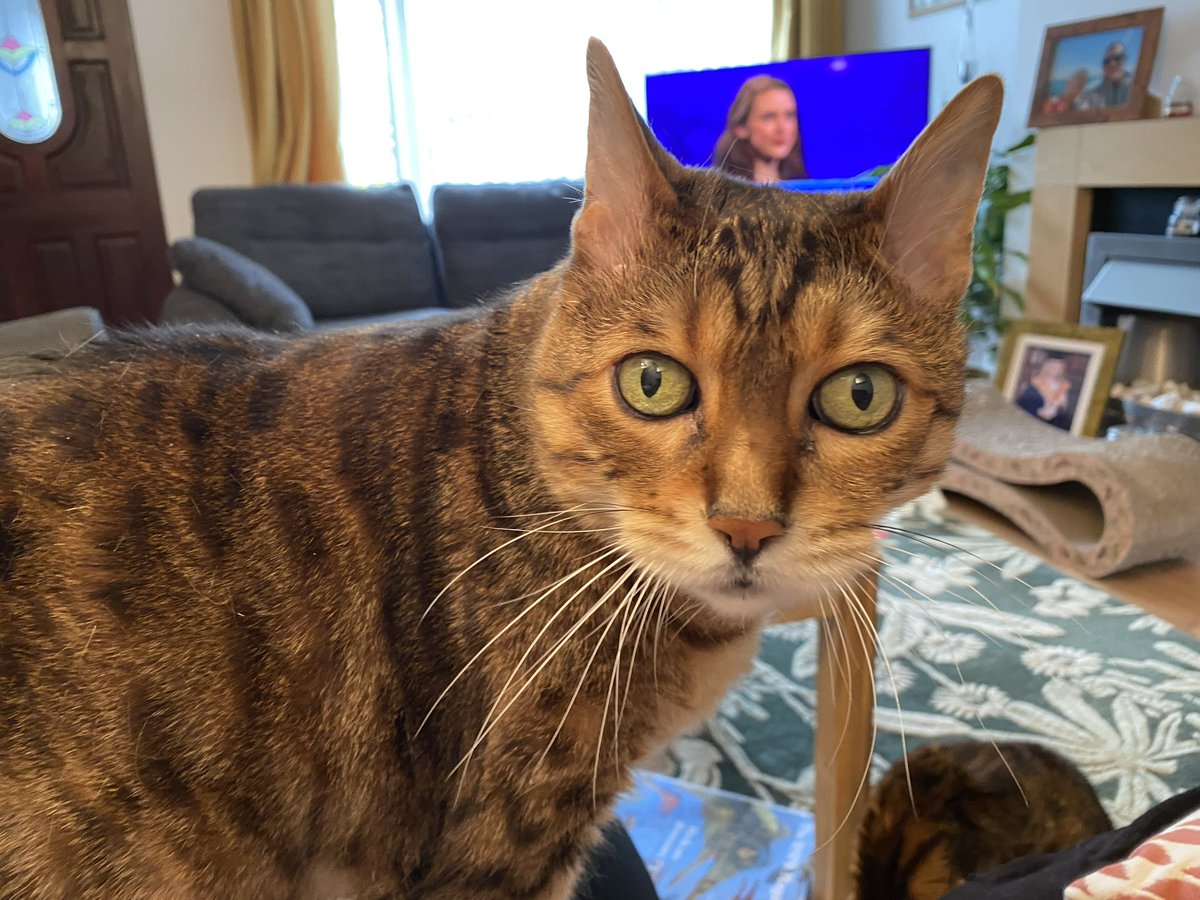 Todayz Fwenz me iz very very confuzed! 😹😹😹😹 I doez not knowz the answerz on The Chase! #CatsofTwittter #CatsOnTwitter #teambengal #teamcat