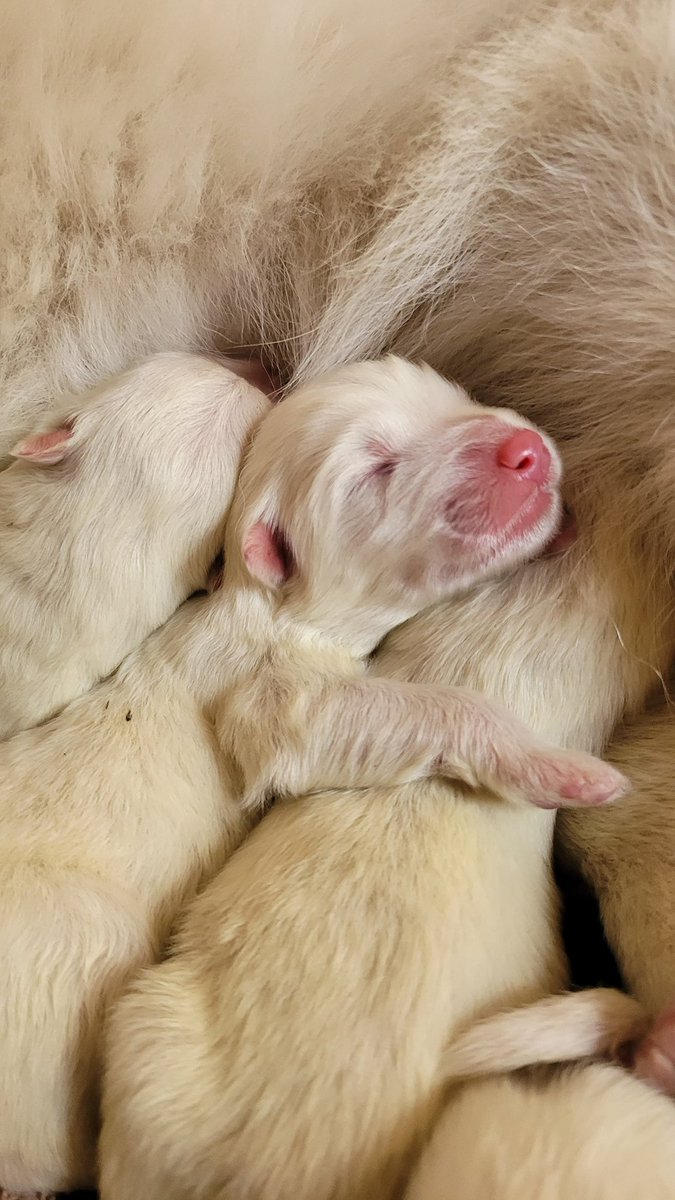 Los perritos de mí hermana anduvieron culeteando y ahora ლ⁠(⁠^⁠o⁠^⁠ლ⁠)ªªªªª