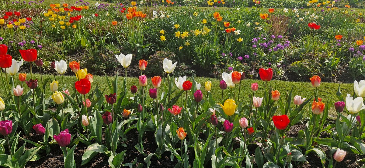 A beautiful splash of colour at Lerwick flower park today.  Lovely to be able to enjoy lunch outside today ☀️