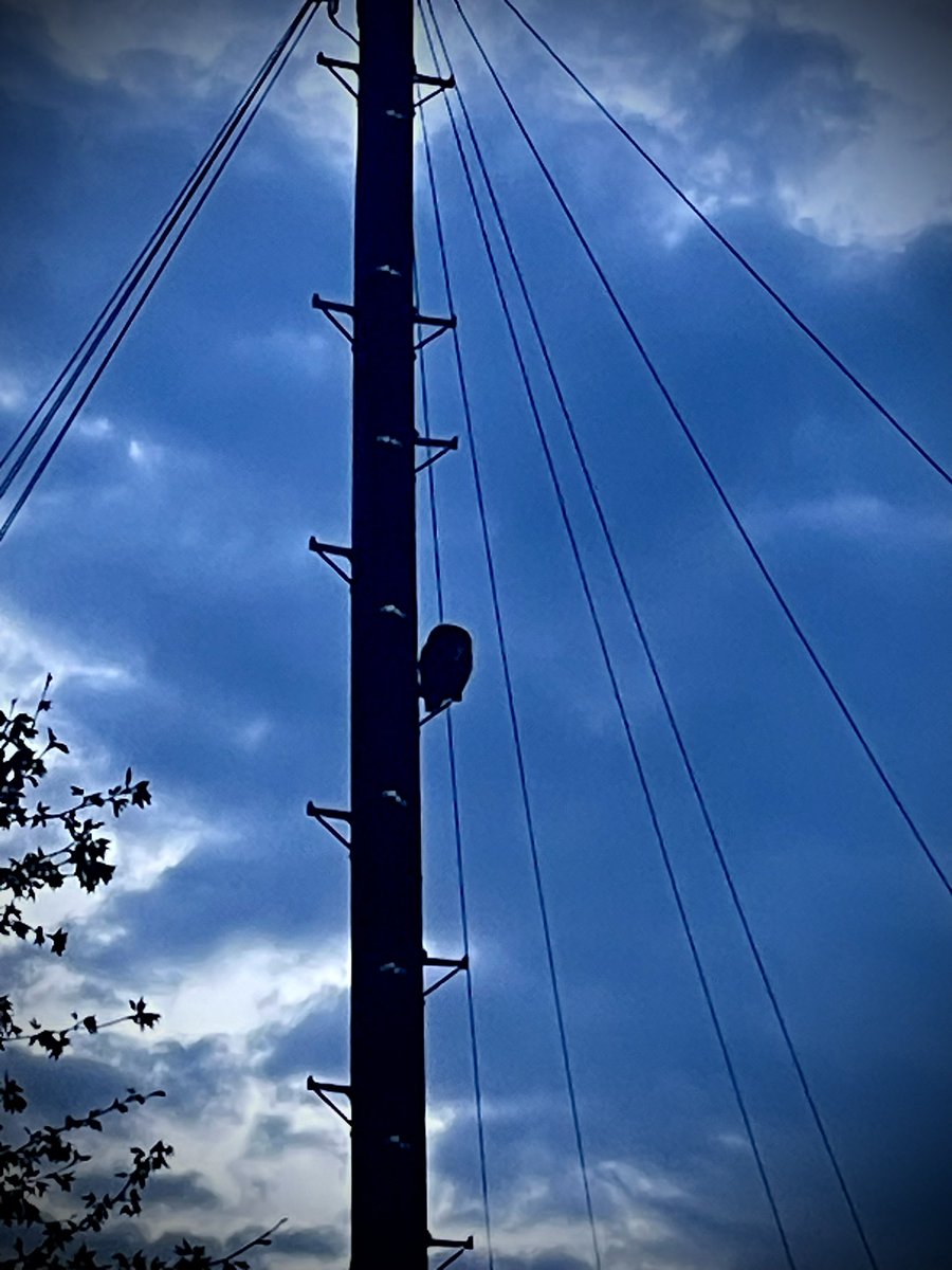 Today's ‘notice 3 good things in nature’ are: 1. An unexpected whiff of sweet blubells which carpeted a woodland floor. 2. The mesmerising patterns on the sycamore tree. 3. A dusk visit from Tawny Owl who perched on a telegraph post and watched me load the car. @WeBeKids1